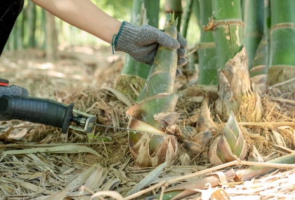 竹筍苦澀怎麼辦？日專教「1招」輕鬆搞定  關鍵竟是這蔬菜